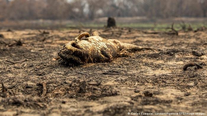 imagen noticia Incendios en el Pantanal de Brasil dejaron casi 17 millones de animales muertos