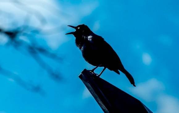 imagen noticia Instituto Humboldt revela aterradores impactos de la pólvora en las aves